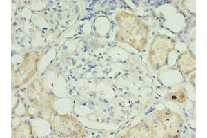 Immunohistochemistry of paraffin-embedded human kidney tissue using ABIN7159947 at dilution of 1:100 (RPUSD4 anticorps  (AA 41-240))