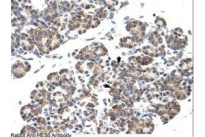 Image no. 1 for anti-Hairy and Enhancer of Split 6 (HES6) (C-Term) antibody (ABIN202083) (HES6 anticorps  (C-Term))