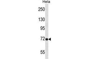 TCF12 Antibody (N-term) western blot analysis in Hela cell line lysates (35ug/lane).