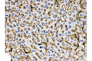 Anti- SLC10A1 Picoband antibody, IHC(P) IHC(P): Mouse Liver Tissue