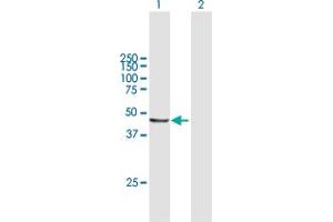 Western Blot analysis of AP3M2 expression in transfected 293T cell line by AP3M2 MaxPab polyclonal antibody.