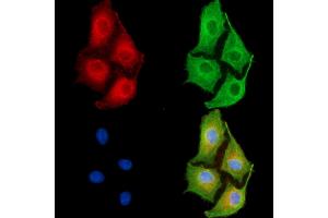 ABIN6263368 and ABIN6279540 staining  cells by IF/ICC. (MRPL33 anticorps  (Internal Region))