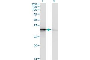 Western Blot analysis of TOMM34 expression in transfected 293T cell line by TOMM34 monoclonal antibody (M02), clone 1D2.