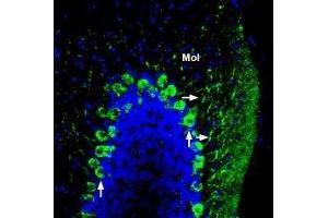 Expression of ADAM22 in mouse cerebellum - Immunohistochemical staining of perfusion-fixed frozen mouse brain sections using Anti-ADAM22 (extracellular) Antibody (ABIN7042881, ABIN7044724 and ABIN7044725), (1:200), followed by goat-anti-rabbit-AlexaFluor-488 secondary antibody.