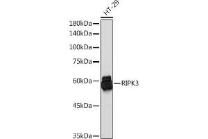 Western blot analysis of extracts of HT-29 cells, using RIPK3 Rabbit pAb (ABIN6132598, ABIN6146964, ABIN6146967 and ABIN6221084) at 1:1000 dilution. (RIPK3 anticorps  (AA 1-120))
