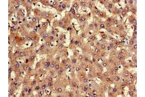 Immunohistochemistry of paraffin-embedded human liver tissue using ABIN7152309 at dilution of 1:100 (EXT2 anticorps  (AA 180-267))