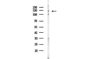 anti-Nidogen 1 (NID1) (Internal Region) antibody