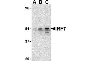 Western Blotting (WB) image for anti-Interferon Regulatory Factor 7 (IRF7) (C-Term) antibody (ABIN1030452) (IRF7 anticorps  (C-Term))