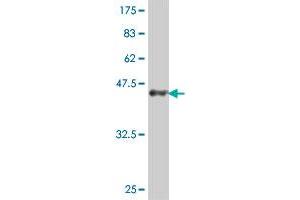 Western Blot detection against Immunogen (43.