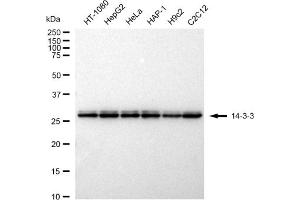 anti-14-3-3 theta (YWHAQ) antibody