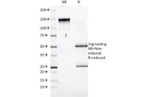 SDS-PAGE Analysis of Purified, BSA-Free CD98 Antibody (clone UM7F8).