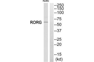 Western blot analysis of extracts from HuvEc cells, using RORG antibody. (RORC anticorps  (Internal Region))