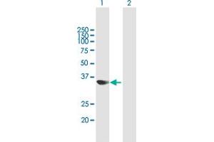 Western Blot analysis of PARVG expression in transfected 293T cell line by PARVG MaxPab polyclonal antibody. (PARVG anticorps  (AA 1-331))