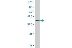 Western Blot detection against Immunogen (35. (JAG2 anticorps  (AA 121-210))