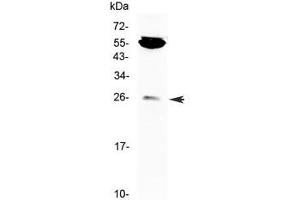 Western blot testing of mouse NIH3T3 cell lysate with CTLA-4 antibody at 0. (CTLA4 anticorps)