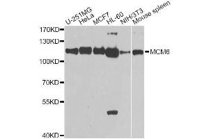 Western blot analysis of extracts of various cell lines, using MCM6 antibody.