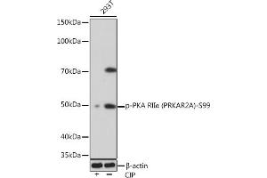 Western blot analysis of extracts of 293T cells, using Phospho-PKA RIIα (PRKA)-S99 Rabbit mAb (ABIN7269661) at 1:1000 dilution. (PRKAR2A anticorps  (pSer99))