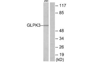 Western blot analysis of extracts from 293 cells, using GLPK3 antibody. (Glycerol Kinase anticorps  (N-Term))