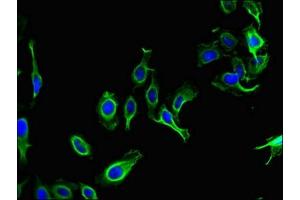 Immunofluorescent analysis of Hela cells using ABIN7162668 at dilution of 1:100 and Alexa Fluor 488-congugated AffiniPure Goat Anti-Rabbit IgG(H+L)