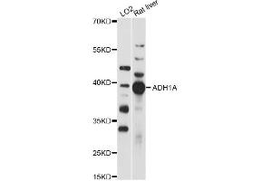 Western blot analysis of extracts of various cell lines, using ADH1A antibody (ABIN6292633) at 1:1000 dilution. (ADH1A anticorps)
