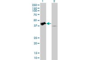 Western Blotting (WB) image for anti-Tribbles Pseudokinase 2 (TRIB2) (AA 254-344) antibody (ABIN599226) (TRIB2 anticorps  (AA 254-344))