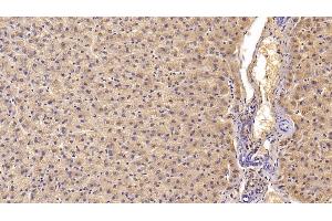 Detection of Hpt in Porcine Liver Tissue using Polyclonal Antibody to Haptoglobin (Hpt)