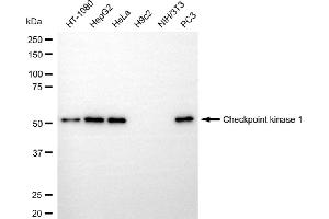 Western blotting analysis using checkpoint kinase 1 antibody (ABIN7798036). (Recombinant CHEK1 anticorps)