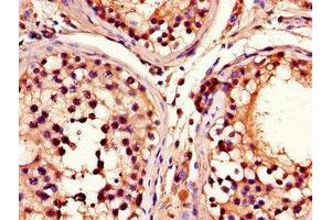 Immunohistochemistry of paraffin-embedded human testis tissue using ABIN7164909 at dilution of 1:100 (ADRM1 anticorps  (AA 2-407))