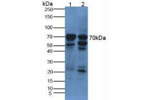 Figure. (alpha Fetoprotein anticorps  (AA 31-171))
