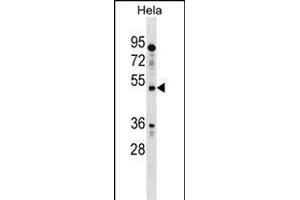 IL13RA1 Antibody (N-term) (ABIN1539471 and ABIN2848825) western blot analysis in Hela cell line lysates (35 μg/lane). (IL13 Receptor alpha 1 anticorps  (N-Term))