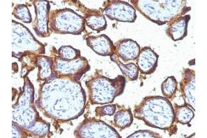 Formalin-fixed, paraffin-embedded human placenta stained with EGFR antibody (31G7).