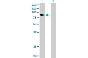 Western Blot analysis of DGKA expression in transfected 293T cell line by DGKA MaxPab polyclonal antibody. (DGKA anticorps  (AA 1-735))
