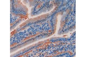 IHC-P analysis of Kidney tissue, with DAB staining. (Angiopoietin 4 anticorps  (AA 272-489))