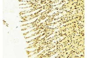 anti-TSC22 Domain Family, Member 1 (TSC22D1) (C-Term) antibody