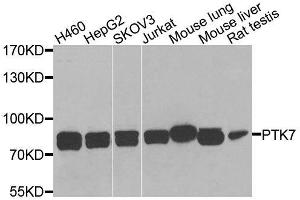 Western blot analysis of extracts of various cell lines, using PTK7 antibody (ABIN6003571) at 1/1000 dilution.