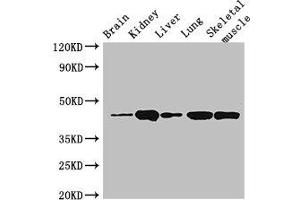 Western Blot Positive WB detected in: Mouse brain tissue, Mouse kidney tissue, Mouse liver tissue, Rat lung tissue, Rat skeletal muscle tissue All lanes: P2RX4 antibody at 3 μg/mL Secondary Goat polyclonal to rabbit IgG at 1/50000 dilution Predicted band size: 44, 46, 41 kDa Observed band size: 44 kDa