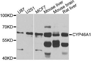 Western blot analysis of extracts of various cell lines, using CYP46A1 antibody (ABIN5996079) at 1/1000 dilution.