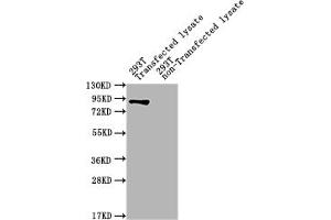 Western Blot Positive WB detected in: ureB 293T Transfected lysate, 293T non-Transfected lysate All lanes: ureB antibody at 1:2000 Secondary Goat polyclonal to rabbit IgG at 1/50000 dilution Predicted band size: 90 kDa Observed band size: 90 kDa (UreB (AA 1-569) anticorps)