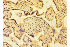 Immunohistochemistry of paraffin-embedded human placenta tissue using ABIN7154836 at dilution of 1:100 (C14orf94 anticorps  (AA 1-363))