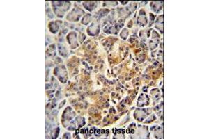 PRSS3 antibody immunohistochemistry analysis in formalin fixed and paraffin embedded human pancreas tissue followed by peroxidase conjugation of the secondary antibody and DAB staining.