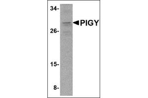 Western blot analysis of PIG-Y in A-20 cell lysate with this product at 2 μg/ml. (PIGY anticorps  (C-Term))