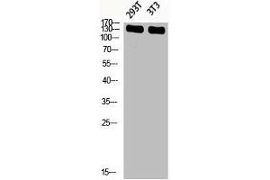 Western blot analysis of 293T 3T3 lysis using Phospho-IRS-1 (S636) antibody. (IRS1 anticorps  (pSer636))