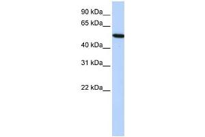 Western Blotting (WB) image for anti-Histidine-Rich Glycoprotein (HRG) antibody (ABIN2458582) (HRG anticorps)