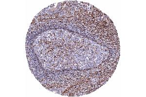 anti-STING1 (AA 190-290) antibody