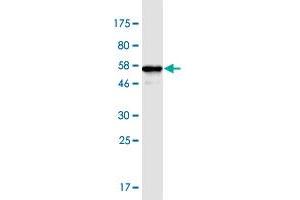 Western Blot detection against Immunogen (55.