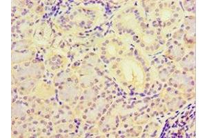 Immunohistochemistry of paraffin-embedded human pancreatic tissue using ABIN7160486 at dilution of 1:100 (MYDGF anticorps  (AA 32-173))