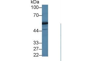 Western Blot; Sample: Human Jurkat cell lysate; Primary Ab: 1µg/ml Rabbit Anti-Human DARS Antibody Second Ab: 0.