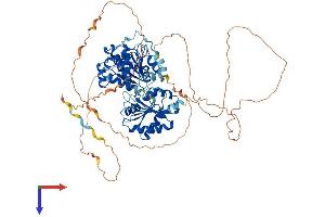 AlphaFold protein structure predicition of Human Recombinant DDX17 Protein, UniprotID Q92841