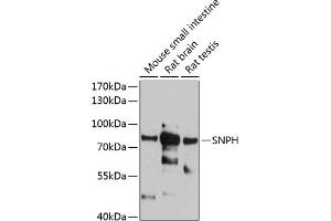 Western blot analysis of extracts of various cell lines, using SNPH antibody (ABIN6128797, ABIN6148202, ABIN6148203 and ABIN6215909) at 1:1000 dilution.
