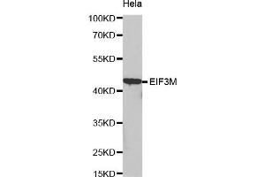 Western Blotting (WB) image for anti-Eukaryotic Translation Initiation Factor 3, Subunit M (EIF3M) antibody (ABIN1872494) (Eukaryotic Translation Initiation Factor 3, Subunit M (EIF3M) anticorps)